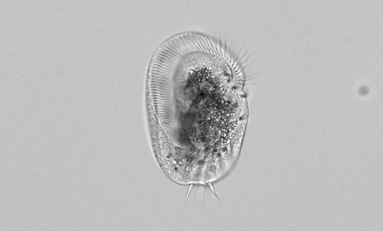 Microrganismo vira gigante canibal e passa a devorar clones de si mesmo
