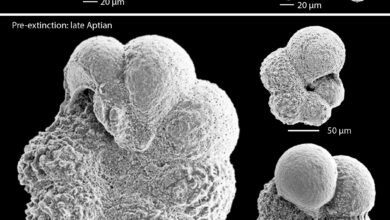 Mistério de 113 milhões de anos é solucionado graças a fósseis microscópicos