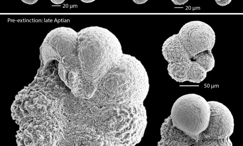 Mistério de 113 milhões de anos é solucionado graças a fósseis microscópicos