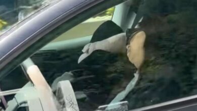 Motorista dorme a 100 km/h; veja o vídeo e a reação da Tesla
