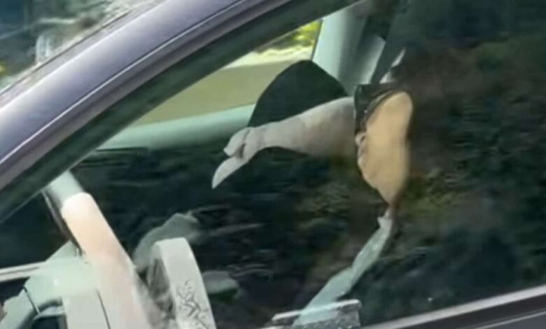 Motorista dorme a 100 km/h; veja o vídeo e a reação da Tesla