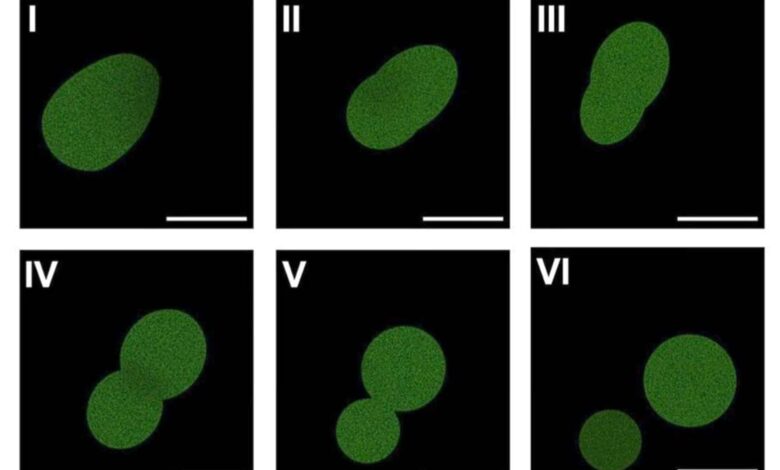 Nova célula sintética consegue crescer e se dividir, mas ainda não é considerada viva