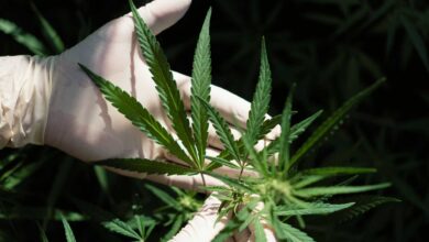 Nova terapia com cannabis traz esperança para casos de demência