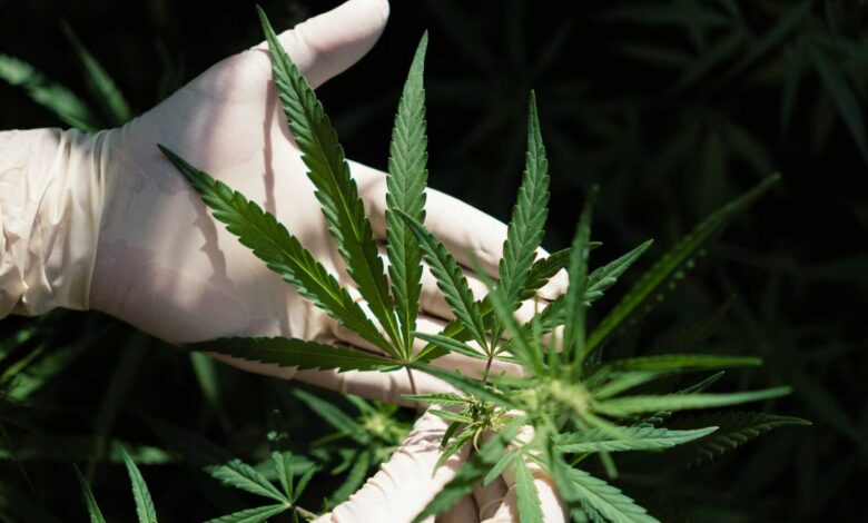 Nova terapia com cannabis traz esperança para casos de demência