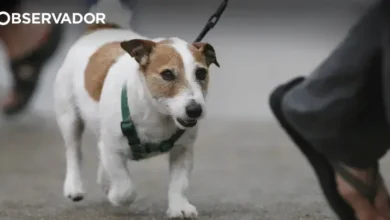Ordem lança petição para baixar IVA em serviços veterinários