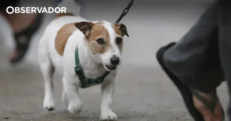 Ordem lança petição para baixar IVA em serviços veterinários