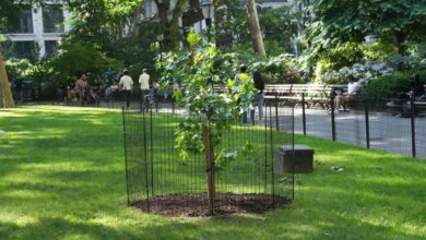 Semente que deu volta na Lua agora cresce em parque de Nova York