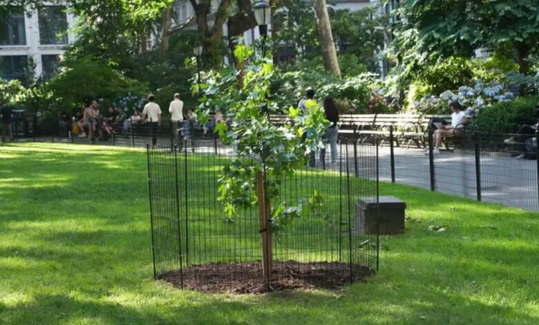 Semente que deu volta na Lua agora cresce em parque de Nova York