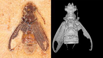 Tecnologia 3D revela besouro mais antigo que dinossauros no Ceará