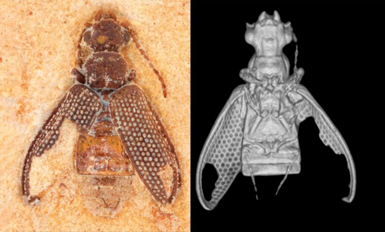 Tecnologia 3D revela besouro mais antigo que dinossauros no Ceará