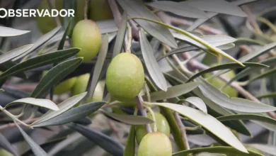 UE com boas previsões agrícolas mas produção de azeite recua