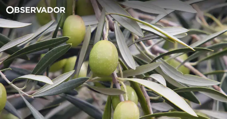 UE com boas previsões agrícolas mas produção de azeite recua