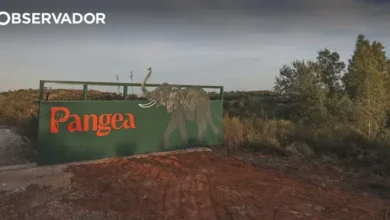 Último elefante de circo em Portugal já mora no santuário