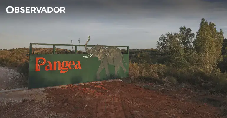 Último elefante de circo em Portugal já mora no santuário