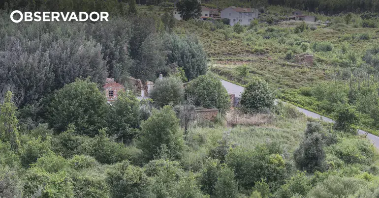 "Gestão de fogos faz-se ao nível local"