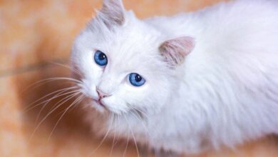 A vida ao lado dos humanos pode estar criando gatos cada vez mais dóceis