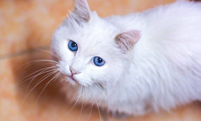 A vida ao lado dos humanos pode estar criando gatos cada vez mais dóceis