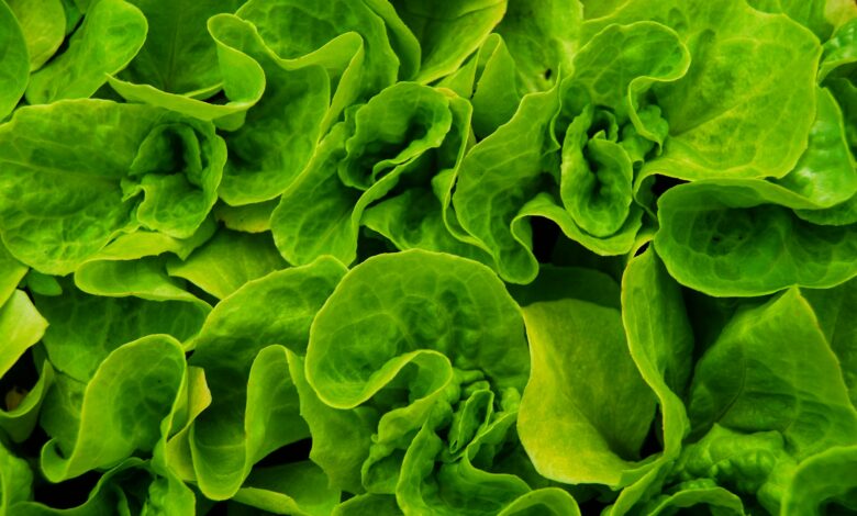 Alface com gosto de porco? Cientistas transplantam proteína da carne para a hortaliça