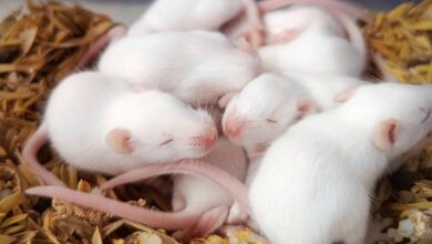 Cientistas criam clones fêmeas de camundongos machos com técnica genética inédita
