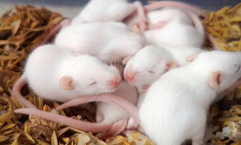 Cientistas criam clones fêmeas de camundongos machos com técnica genética inédita