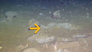Cientistas encontram “cidade de peixes” escondida sob gelo da Antártida
