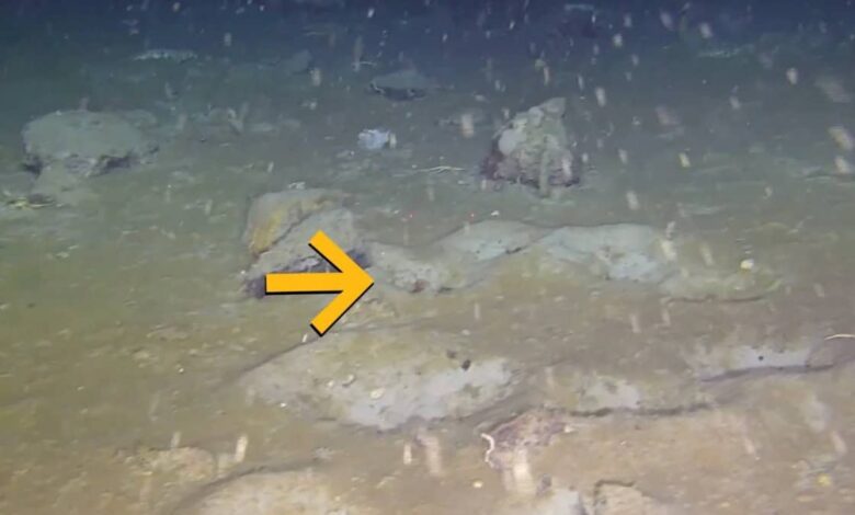 Cientistas encontram “cidade de peixes” escondida sob gelo da Antártida