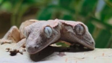 Lagartixa de duas cabeças no detalhe