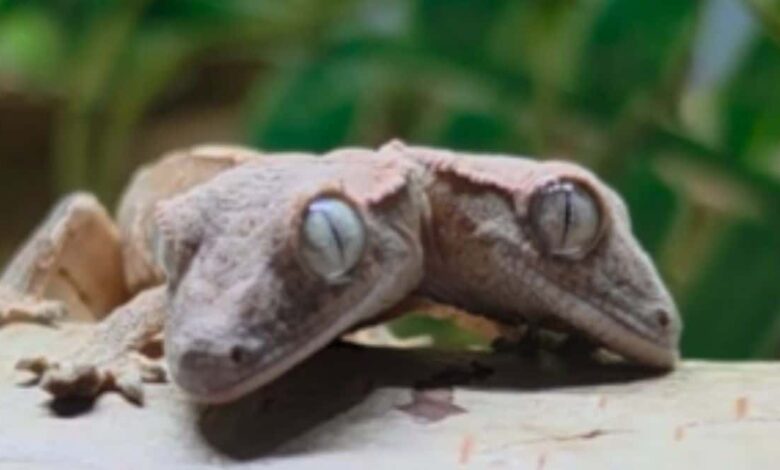 Lagartixa de duas cabeças no detalhe