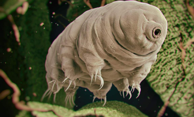 Como um bicho de meio milímetro sobreviveu ao vácuo do espaço