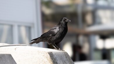 Corvos reconhecem seu rosto e ensinam outros corvos a te evitar