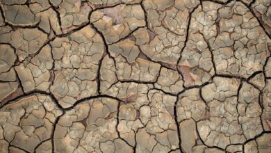 Desertificação do solo avança no Brasil e ameaça cerca de 39 milhões de pessoas