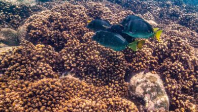 El Niño mais intenso em 40 anos acende alerta para o clima