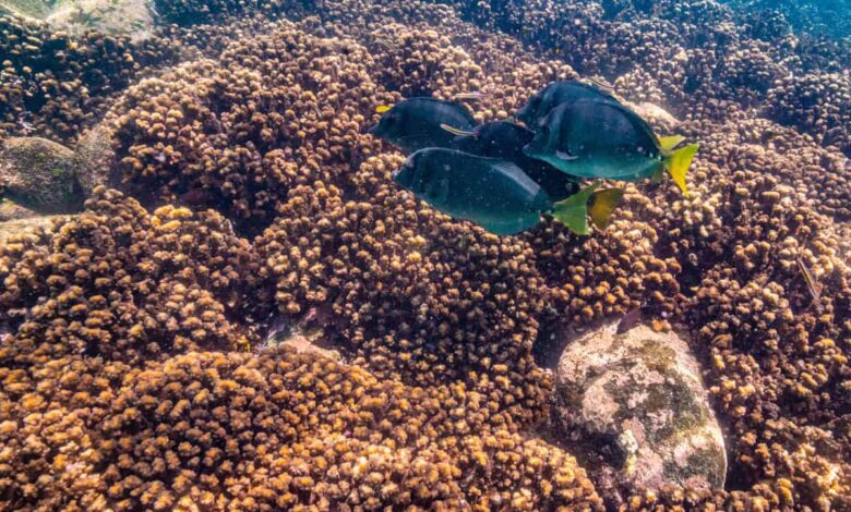 El Niño mais intenso em 40 anos acende alerta para o clima