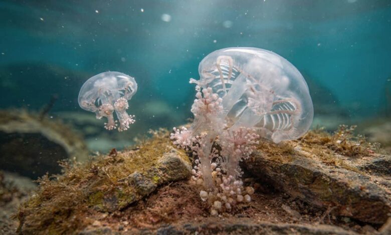 Cientistas descobrem uma criatura das profundezas marinhas que pode rejuvenescer e viver para sempre