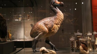 Estudo revela como o dodô enxergava e percebia o mundo antes da extinção