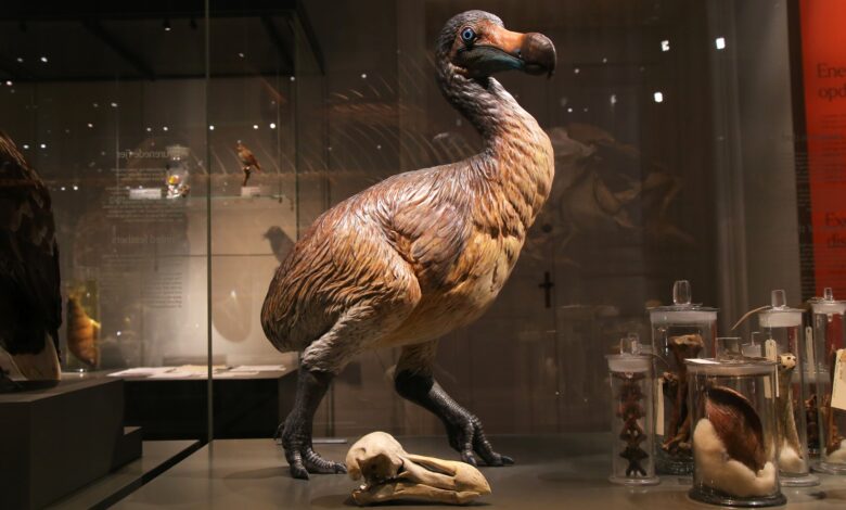 Estudo revela como o dodô enxergava e percebia o mundo antes da extinção