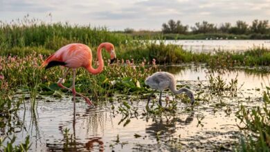 Flamingo adulto rosa e um filhote ainda branco.
