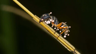 Fungo que transforma formigas em “zumbis” também vive em musgos da Amazônia