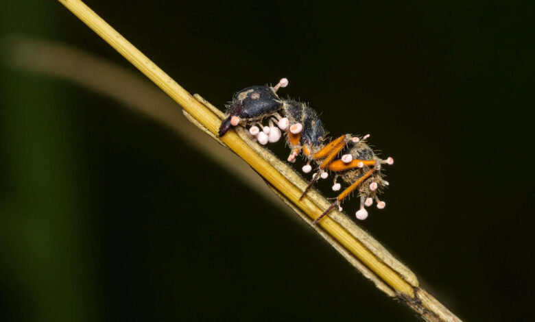 Fungo que transforma formigas em “zumbis” também vive em musgos da Amazônia