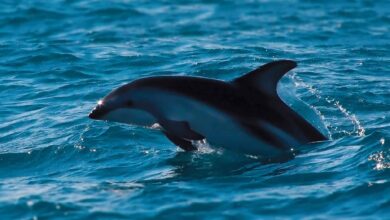IA identifica espécies de golfinhos pelos assobios; saiba mais