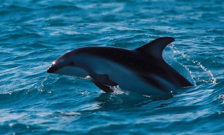 IA identifica espécies de golfinhos pelos assobios; saiba mais