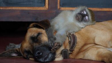 Macacos e outros primatas criam vínculos com animais de outras espécies?