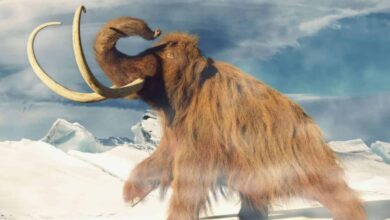Mamutes ainda poderiam existir? Estudo analisa teoria sobre a extinção da espécie