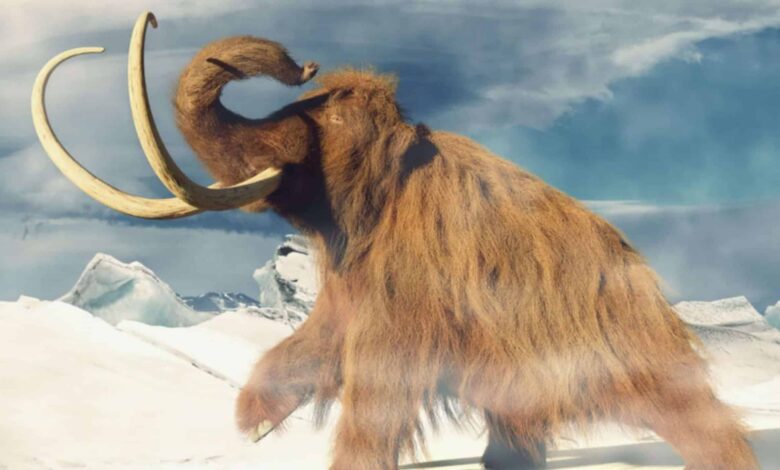 Mamutes ainda poderiam existir? Estudo analisa teoria sobre a extinção da espécie
