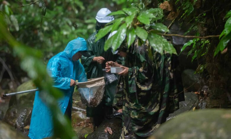 O que rios, florestas e animais podem revelar sobre a próxima pandemia