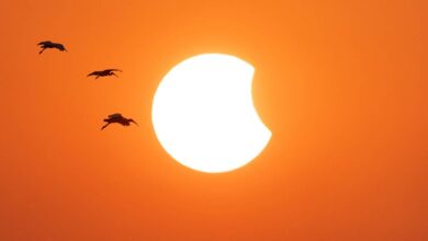Pesquisadores analisam como eclipses solares afetam o comportamento dos animais
