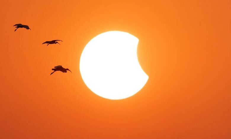 Pesquisadores analisam como eclipses solares afetam o comportamento dos animais 