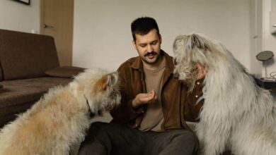 Falar com pets em tom de bebê é comum e pode ajudar a criar proximidade e segurança. (Imagem: Yaroslav Shuraev/Pexels)