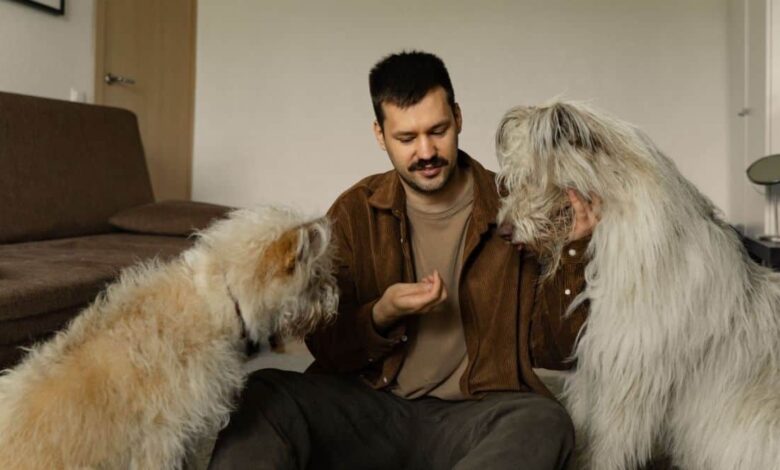 Falar com pets em tom de bebê é comum e pode ajudar a criar proximidade e segurança. (Imagem: Yaroslav Shuraev/Pexels)