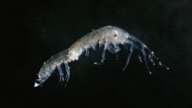 Pesquisadores identificaram duas novas espécies de crustáceos subterrâneos nas ilhas Ryukyu, no Japão. (Imagem: S. GOTTSTEIN)